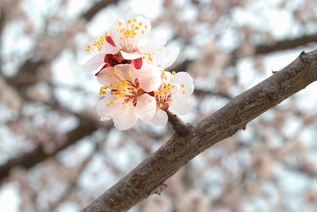 Almond tree pink flowers with branches