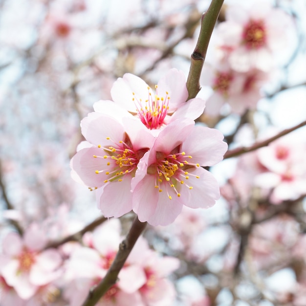 アーモンドの木ピンクの花と枝