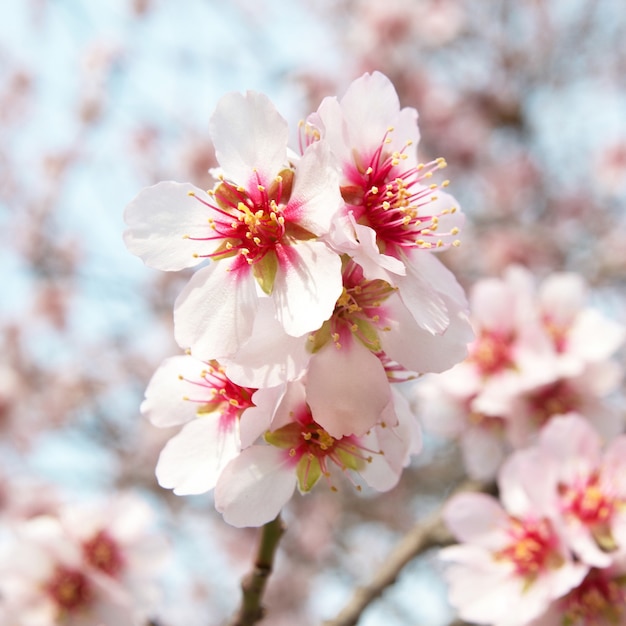 The almond tree pink flowers with branches