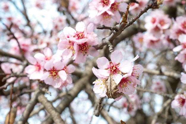 The almond tree pink flowers with branches