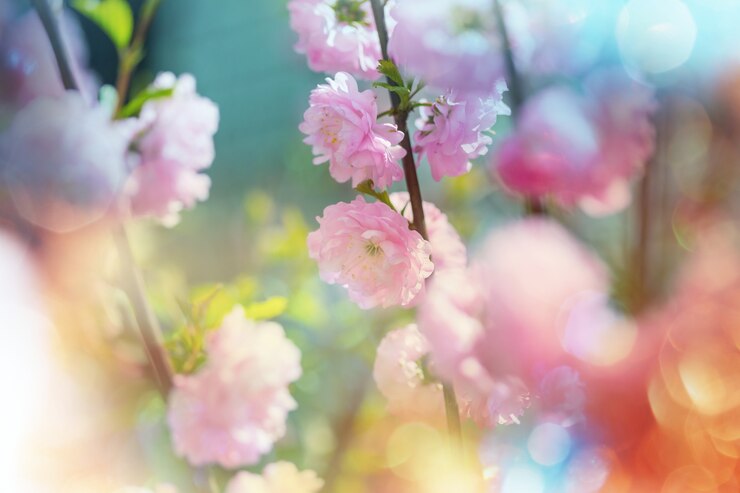 Photo アーモンドの木のピンクの花