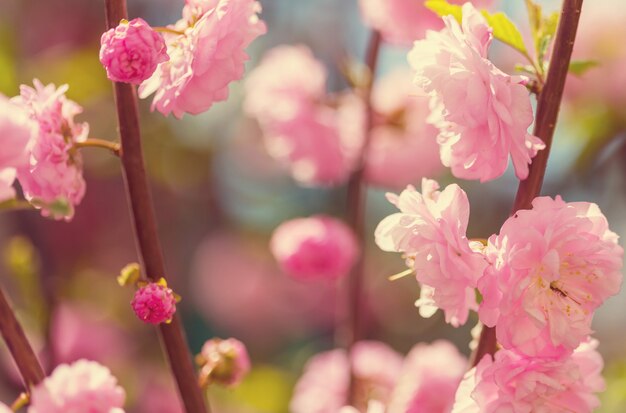 アーモンドの木のピンクの花