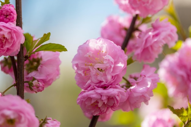Миндальное дерево розовые цветы