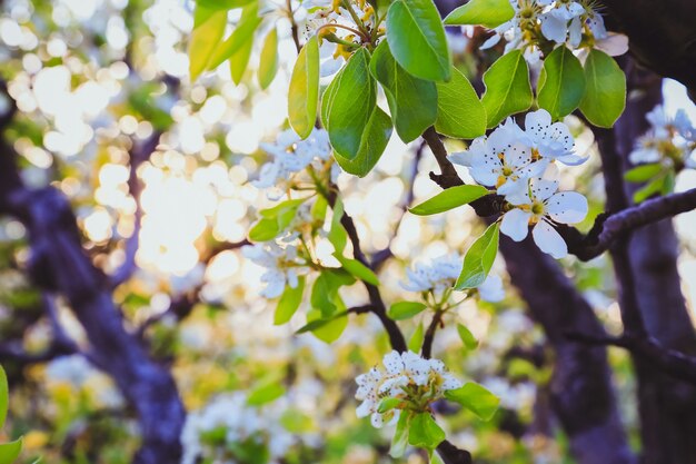 Миндальное дерево весной, свежие белые цветы на ветке фруктового дерева