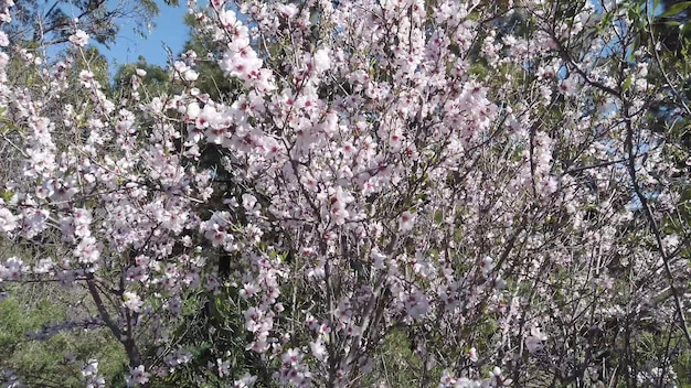 アーモンドの木の柔らかいピンクの花は青空の背景にアーモンドの木の小枝の春をクローズアップ