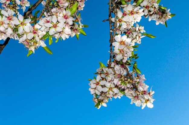 Almond trees in bloom in spring in quinta de los molinos park in madrid spain