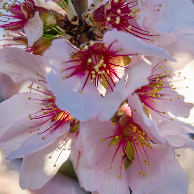 Foto alberi di mandorle in fiore in primavera