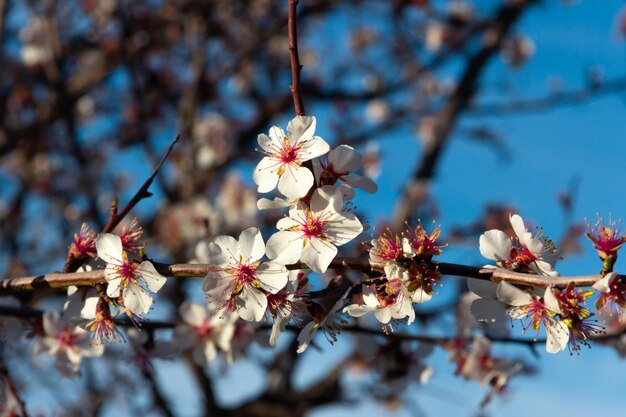 Almond trees in bloom White flowers in spring Selective focus Copy space