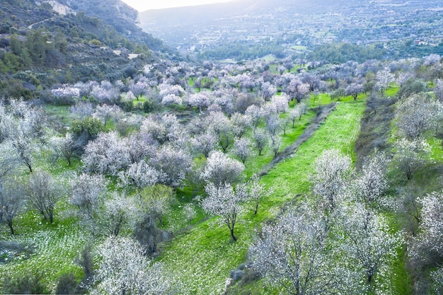 アーモンドの木は白い花と木立リムナティスキプロスの春の風景