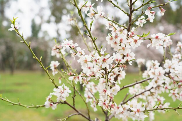 Almond trees in the Quinta De Los Molinos Madrid MD Spain