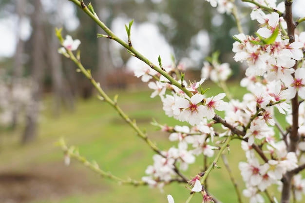 Almond trees in the Quinta De Los Molinos Madrid MD Spain