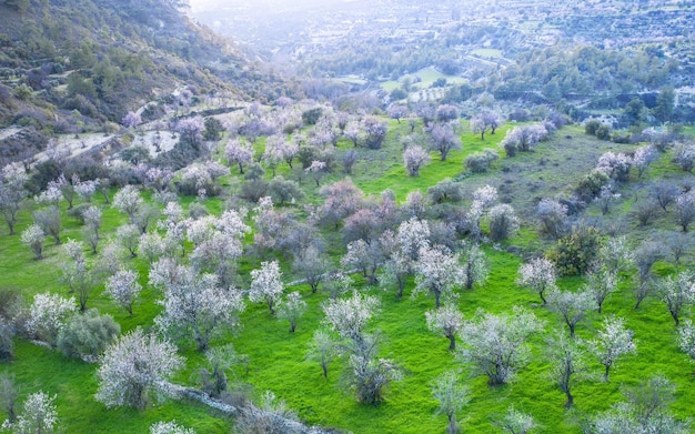 Almond trees in spring covered with white blossoms Top view drone landscape panorama