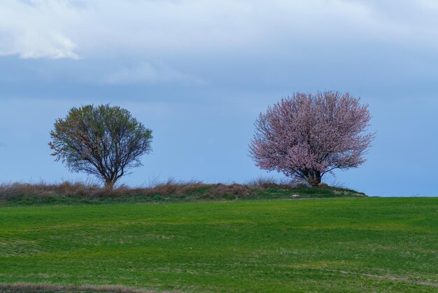 写真 春の緑の野原に白い花を持つアーモンドの木