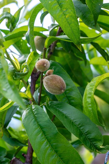 Photo almond twig