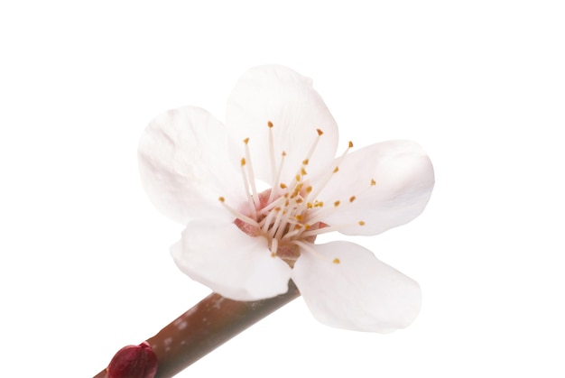 Photo almond white flower