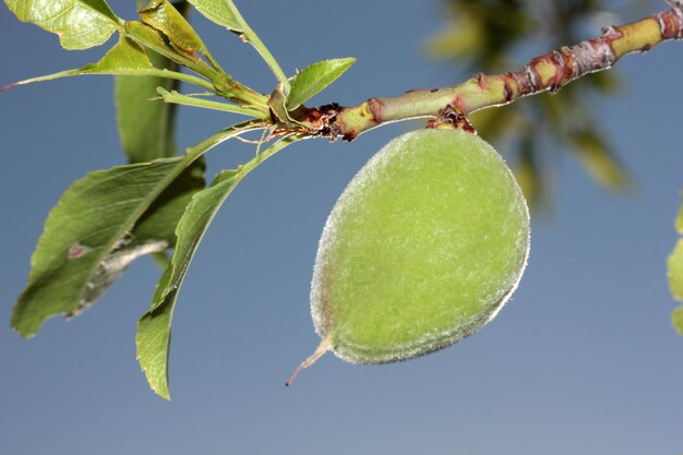 Almonds on a tree