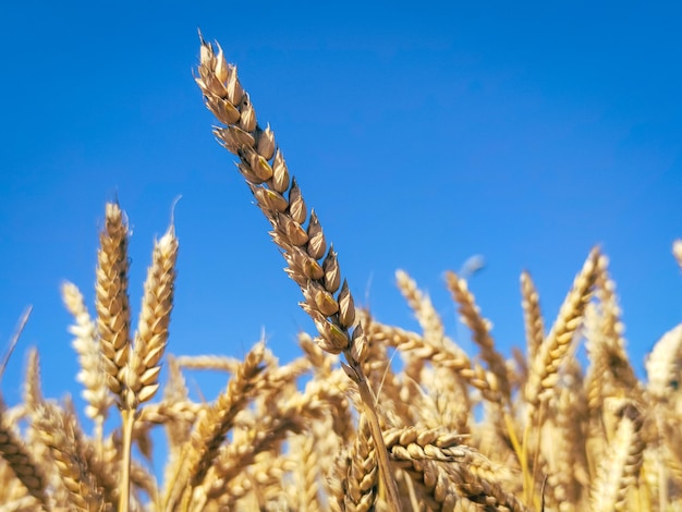 Foto gli orecchi di grano quasi maturi si distinguono graziosamente contro un cielo blu d'acciaio