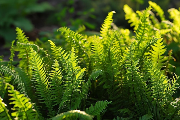 Almost symmetrical ferns