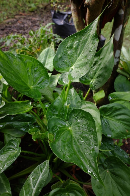 Растение alocasia cucullata в саду