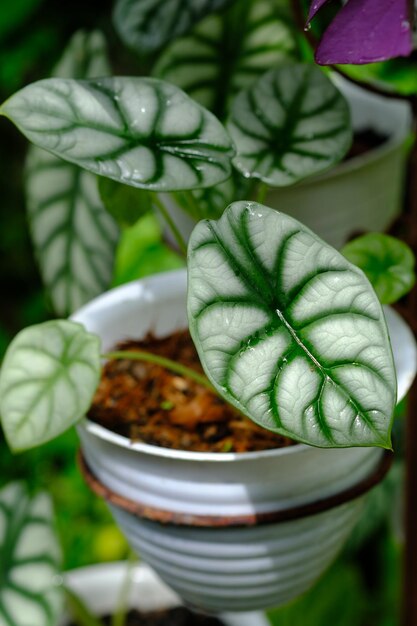 알로카시아 쿠프레아. keladi tengkorak. Araceae 가족에 속하는. 열대 관엽 식물.