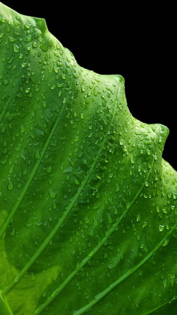 クワズイモ象の耳の植物の大きな葉