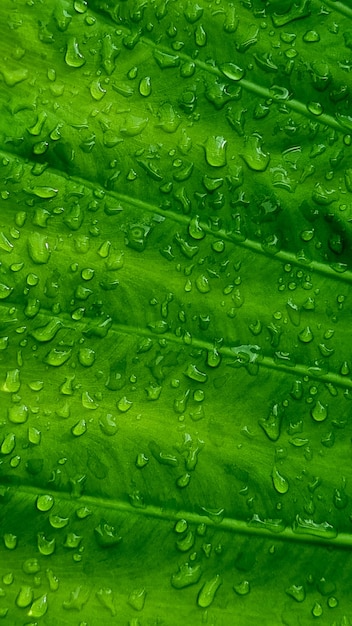 Alocasia elephant ear plant big leaf