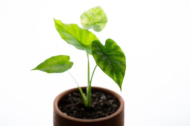 alocasia gageana aura variegated on white background