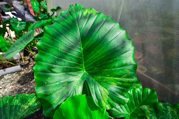 Foto alocasia gageana aurea bont met prachtig blad