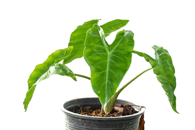 Alocasia lage ruiter op witte achtergrond