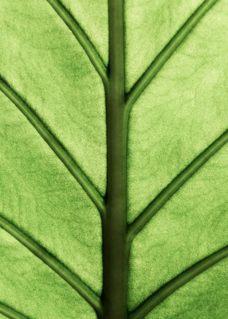 Photo alocasia machrorhiza