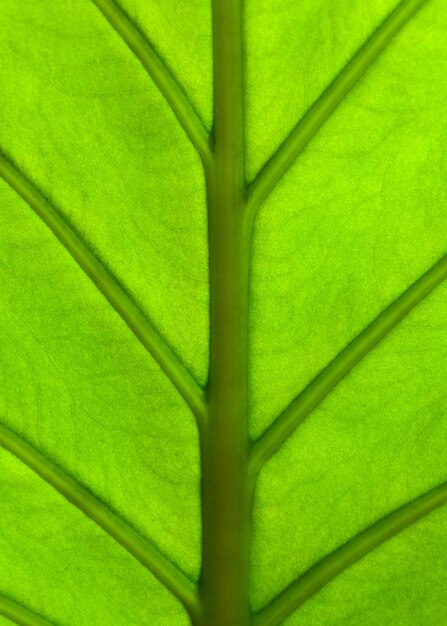 Photo alocasia machrorhiza