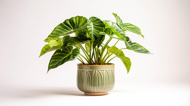 Alocasia Macrorrhiza 'Stingray' plant on a pot on white background