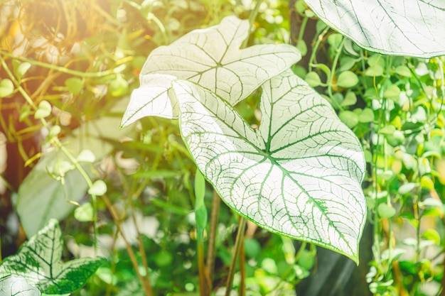 Alocasia macrorrhizos Bleach White leaf green plant Plant disease symptoms popular home decoration in Asian garden