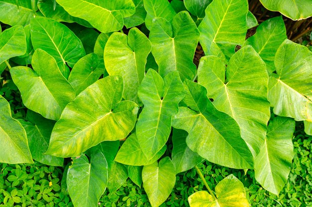 Alocasia macrorrhizos gewoonlijk gigantische taro of rechtopstaande olifantenoren genoemd