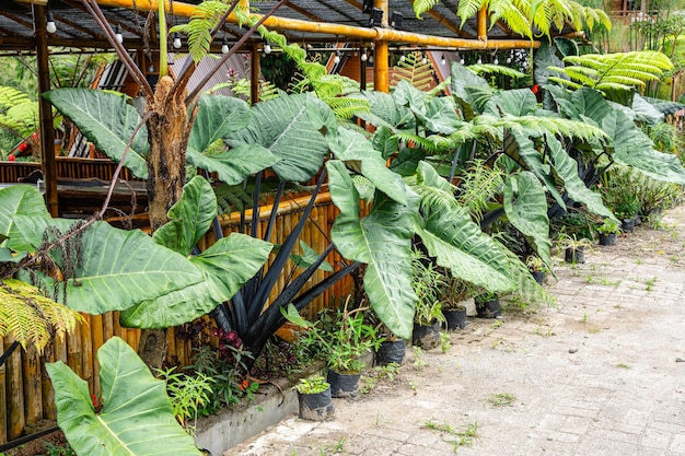 사진 alocasia macrorrhizos는 arum family araceae의 꽃 피는 식물 종입니다.