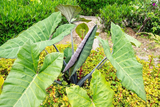 Alocasia macrorrhizos는 arum family Araceae의 꽃 피는 식물 종입니다.