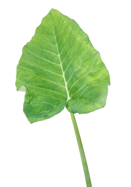 Alocasia odora, Giant Taro, Elephant's ears, Alocasia isolated on white background.