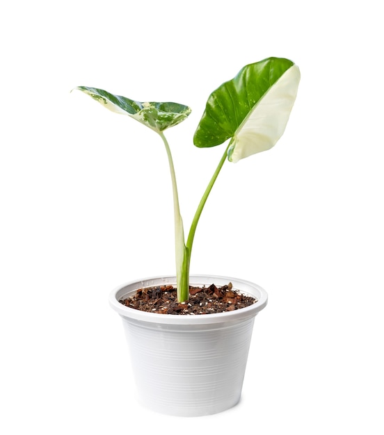 Alocasia plant in pot op witte achtergrond