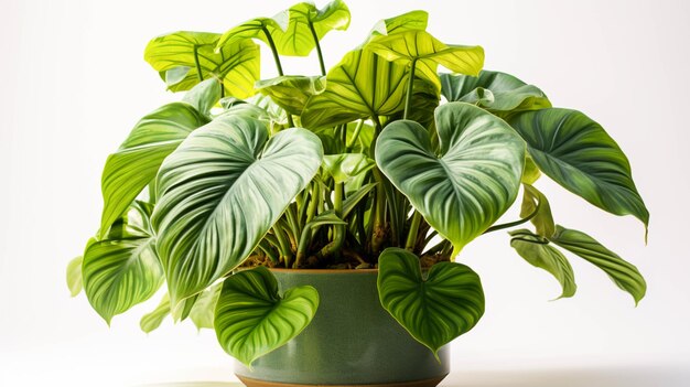 Photo alocasia plant on a pot on white background