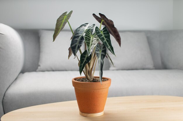 Foto alocasia sanderiana bull o alocasia bambino in un vaso d'argilla