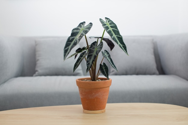 Alocasia sanderiana Bull or Alocasia Plant in clay pot on wooden table in living room