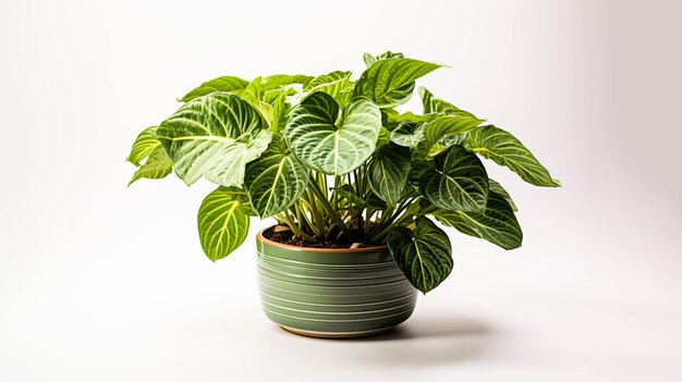 Alocasia Zebrina plant on a pot on white background