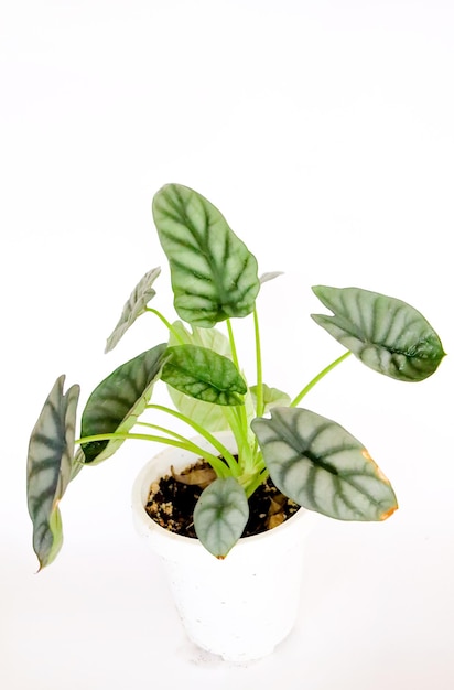 Alocasia Zilver Drakenboom Plant Groen