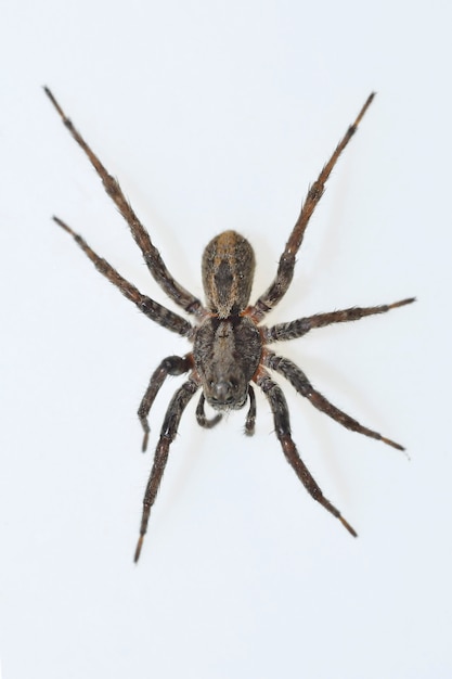 Фото Паук alocoposa. семейство lycosidae. паук, изолированные на белом фоне