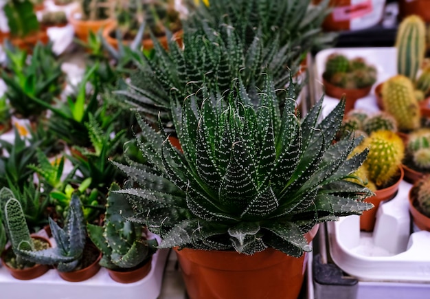 Foto aloe aristata. pianta al mercato floreale per la vendita.