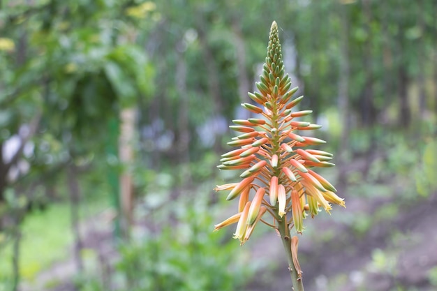 Aloe in bloom with orange flowers medicinal plant