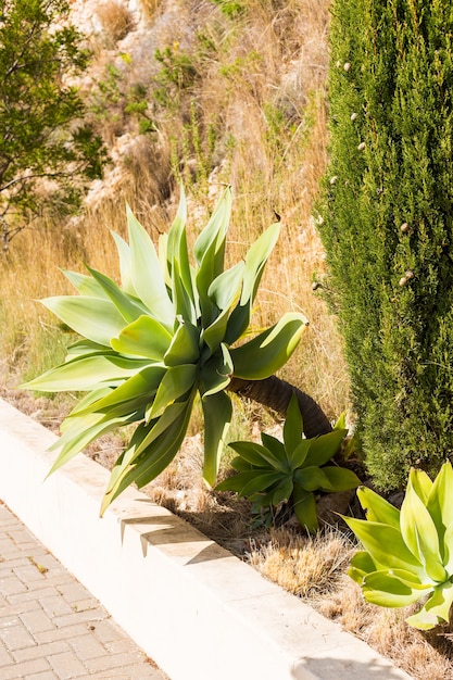 Aloë cactus groeit langs de weg.