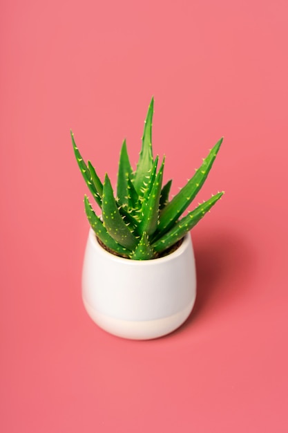 An aloe flower in a miniature pot on a beautiful pastel background. Minimalism and space for text