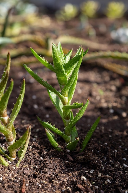 Aloe growing on the ground closeup