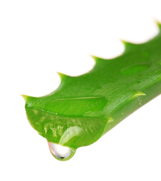 Aloe leaf with drop isolated on white